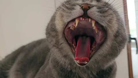 A cute gray british cat Stock Footage 290095389