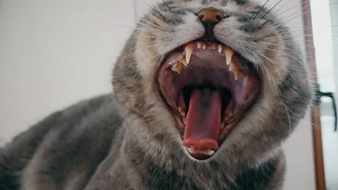 A cute gray british cat Stock Footage 290095550