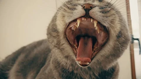 A cute gray british cat Stock Footage 290095643