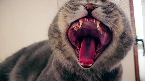 A cute gray british cat Stock Footage 290095765