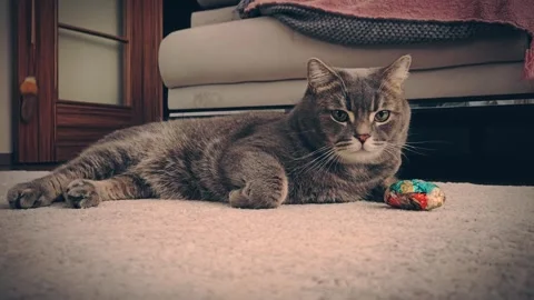 A cute gray british cat Stock Footage 290097842