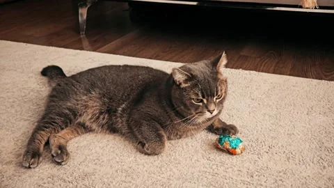 A cute gray british cat Stock Footage 290097951