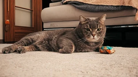 A cute gray british cat Stock Footage 290098119