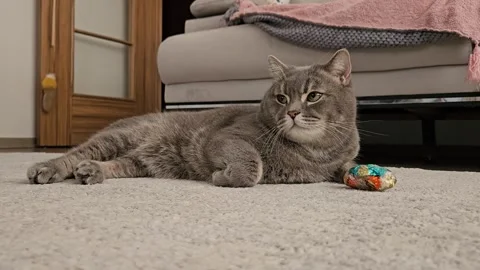 A cute gray british cat Stock Footage 290098132