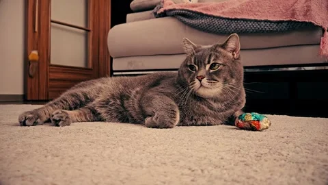 A cute gray british cat Stock Footage 290098252