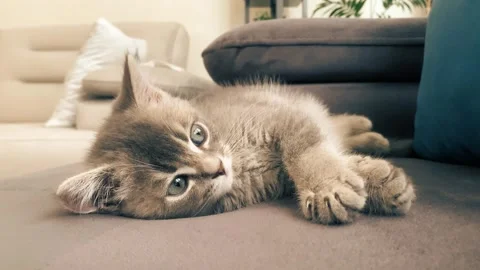 A cute gray british cat playing Stock Footage 287916553