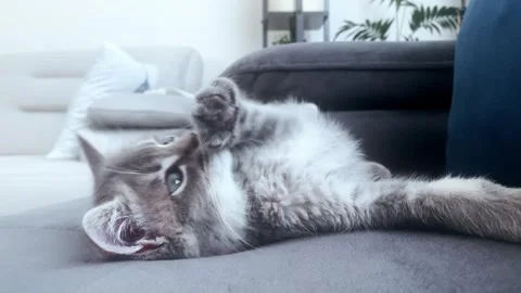 A cute gray british cat playing Stock Footage 287916566