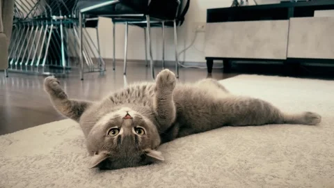 A cute gray british cat playing Stock Footage 287916612