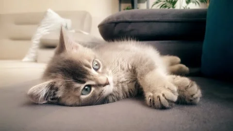 A cute gray british cat playing Stock Footage 287916833