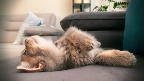 A cute gray british cat playing Stock Footage 287916860