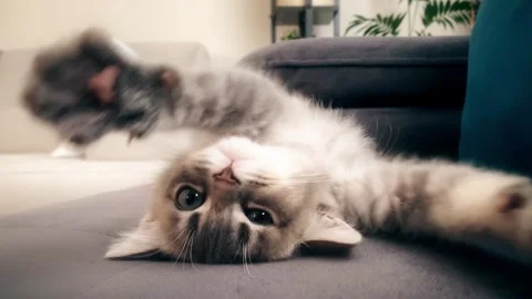 A cute gray british cat playing Stock Footage 287916936