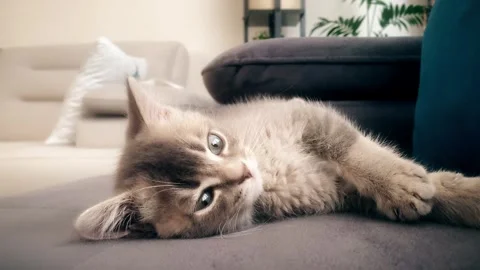 A cute gray british cat playing Stock Footage 287916949