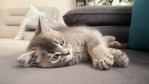 A cute gray british cat playing Stock Footage 287917024