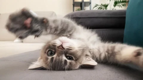 A cute gray british cat playing Stock Footage 287917060