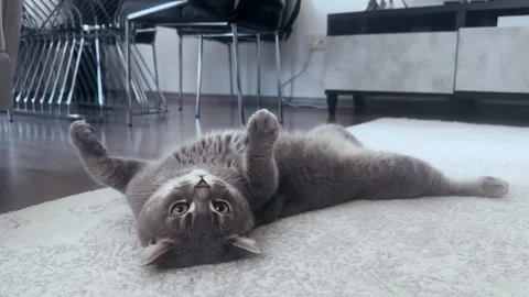 A cute gray british cat playing Stock Footage 287917171
