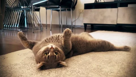 A cute gray british cat playing Stock Footage 287917249