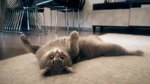 A cute gray british cat playing Stock Footage 287917321