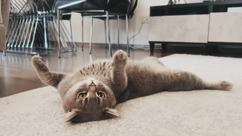 A cute gray british cat playing Stock Footage 287917377