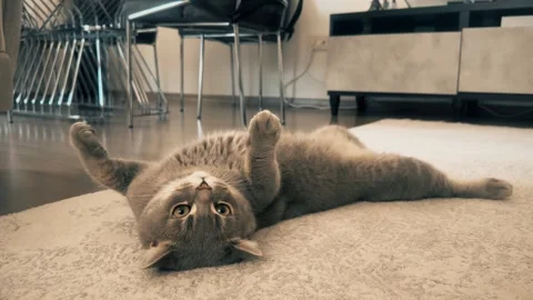 A cute gray british cat playing Stock Footage 287917412