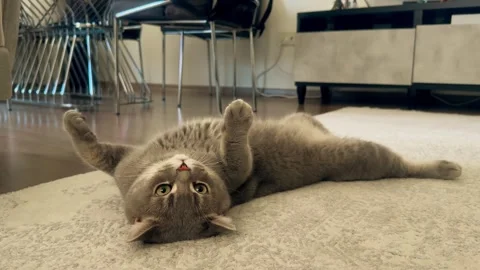 A cute gray british cat playing 스톡 동영상 287917465