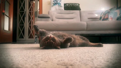 A cute gray british cat playing Stock Footage 287917475