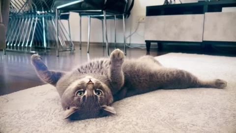 A cute gray british cat playing Stock Footage 287917530