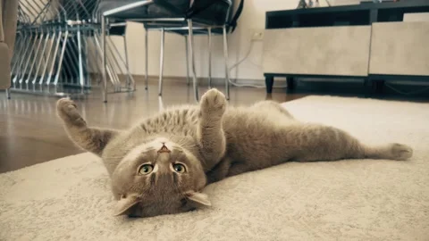 A cute gray british cat playing Stock Footage 287917549