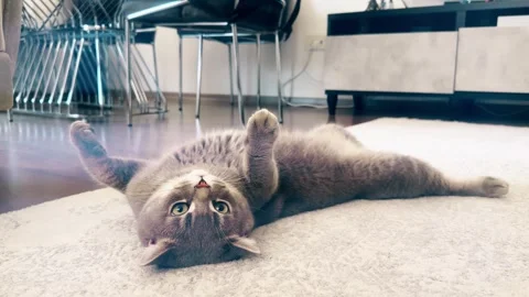 A cute gray british cat playing Stock Footage 287917626