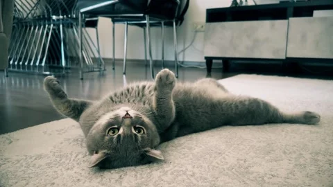 A cute gray british cat playing Stock Footage 287917646