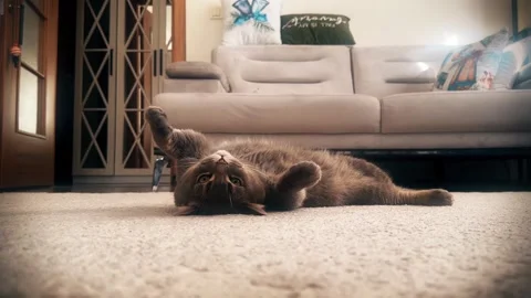 A cute gray british cat playing 스톡 동영상 287918622