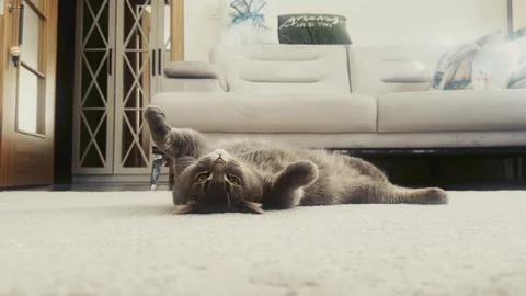 A cute gray british cat playing Stock Footage 287918667