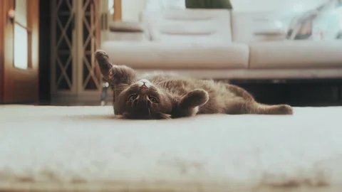 A cute gray british cat playing Stock Footage 287918705