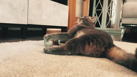 A cute gray british cat playing Stock Footage 287920502