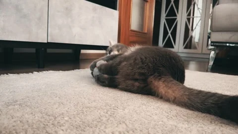 A cute gray british cat playing Stock Footage 287920564