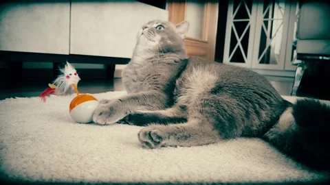 A cute gray british cat playing Stock Footage 287920674