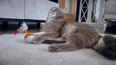 A cute gray british cat playing Stock Footage 287920775