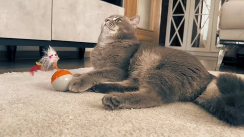 A cute gray british cat playing Stock Footage 287921441