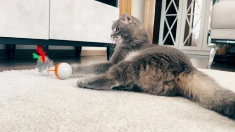 A cute gray british cat playing 스톡 동영상 287921510
