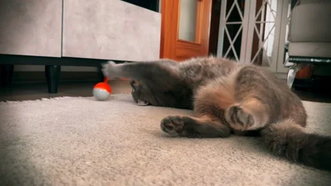 A cute gray british cat playing Stock Footage 287921653