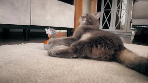 A cute gray british cat playing Stock Footage 287921688