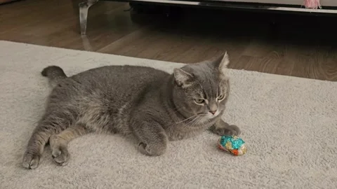 A cute gray british cat plays 스톡 동영상 290095914