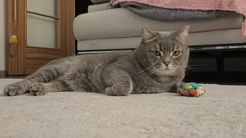 A cute gray british cat plays Stock Footage 290096014