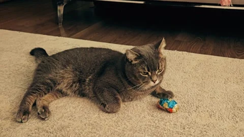 A cute gray british cat plays Stock Footage 290096215