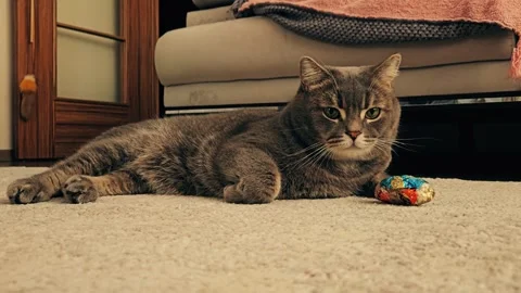A cute gray british cat plays Stock Footage 290096279