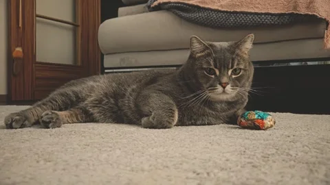 A cute gray british cat plays Stock Footage 290096548