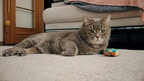 A cute gray british cat plays Stock Footage 290096818