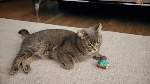 A cute gray british cat plays Stock Footage 290096860