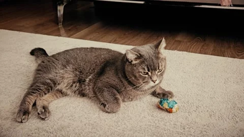 A cute gray british cat plays Stock Footage 290097101