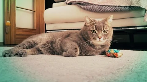 A cute gray british cat plays Stock Footage 290097425