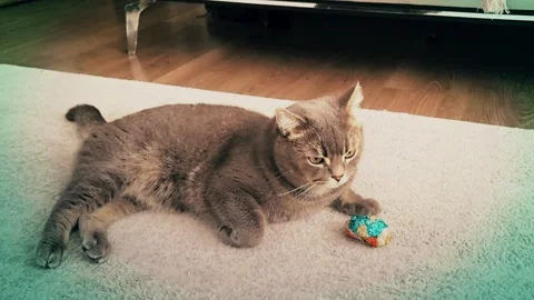 A cute gray british cat plays Stock Footage 290097583